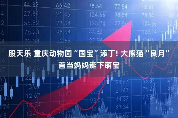 股天乐 重庆动物园“国宝”添丁! 大熊猫“良月”首当妈妈诞下萌宝